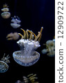 White spotted sea jelly White spotted sea jelly 12909722