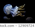 White spotted sea jelly White spotted sea jelly 12909724