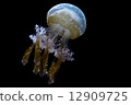 White spotted sea jelly White spotted sea jelly 12909725