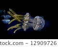 White spotted sea jelly White spotted sea jelly 12909726