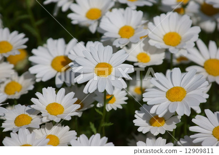 我將追逐陽光明媚的chrisancemum北極。 我將追逐陽光明媚的chrisancemum北極。 12909811