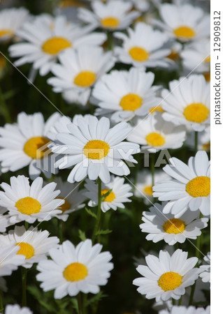 我將追逐陽光明媚的chrisancemum北極。 12909812