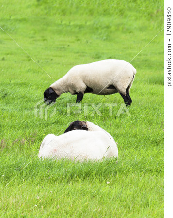Sheep (Suffolk kind · 2 animals · vertical) 12909830