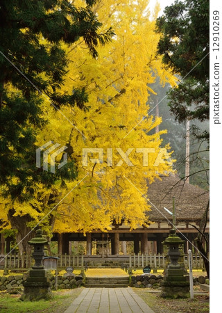 Great ginkgo of Shingu Kumano shrine Great ginkgo of Shingu Kumano shrine 12910269