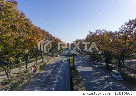 Sunny sky blue sky Autumn leaves Yoyogi Park Inokashiradori (view of Harajuku area) Sunny sky blue sky Autumn leaves Yoyogi Park Inokashiradori (view of Harajuku area) 12910665
