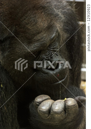 Western lowland gorilla is feeding Western lowland gorilla is feeding 12910923