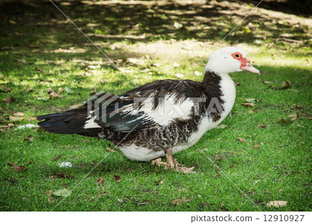The Muscovy duck (Cairina moschata) The Muscovy duck (Cairina moschata) 12910927