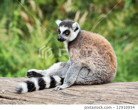 Ring-tailed lemur sitting on the tree stump 12910934