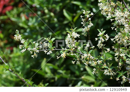 Gummy flowers 12910949