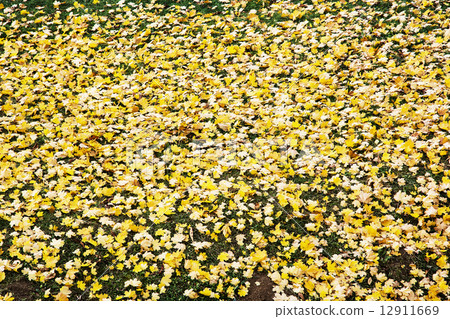 Green lawn covered with yellow maple leaves 12911669