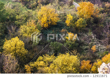 Colorful autumn forest Colorful autumn forest 12911671