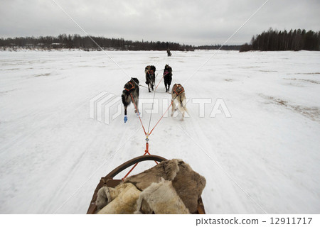 sledding with sled dog in lapland in winter time 12911717