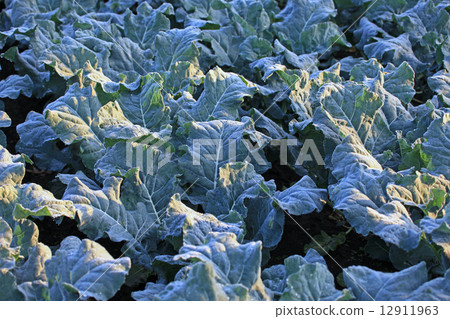 寒冷的早晨 12911963