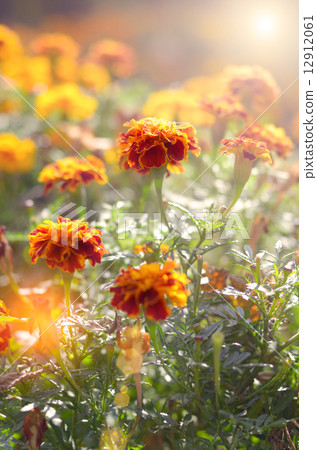 Tagetes Tagetes 12912061