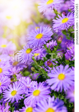Asters 12912063