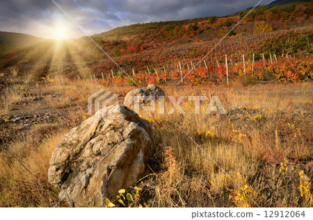 Vineyards 12912064