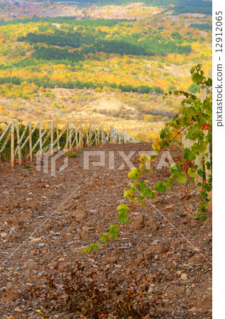 Vineyards 12912065