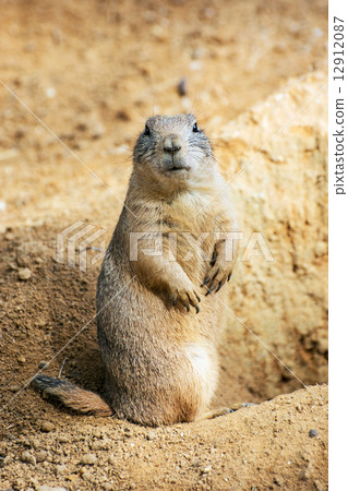 Groundhog (Marmota monax) 12912087