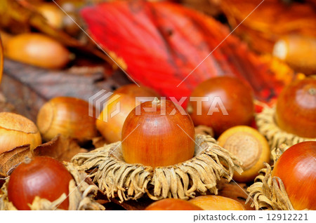 Abedaki銀杏 Abedaki銀杏 12912221