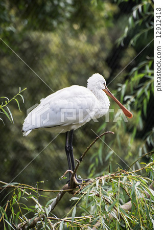 Eurasian spoonbill (Platalea leucorodia) Eurasian spoonbill (Platalea leucorodia) 12912418