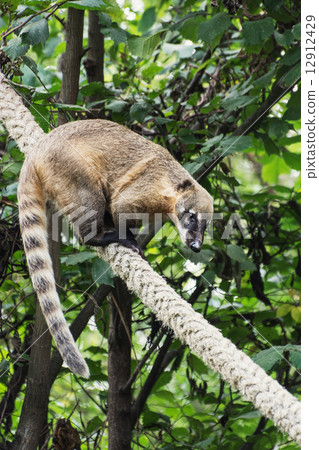 Ring-tailed coati (Nasua nasua) 12912429