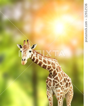 Giraffe Giraffe 12912536