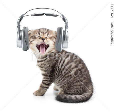 Singing cat or kitten in headphones listening to music isolated Singing cat or kitten in headphones listening to music isolated 12912617