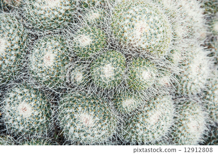 Mammillaria geminispina Mammillaria geminispina 12912808