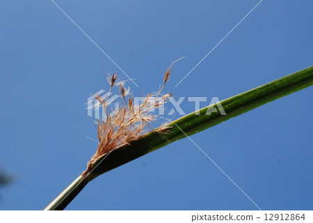 The birth of Susuki shining in the blue sky 12912864