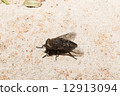 黑蠅1 12913094