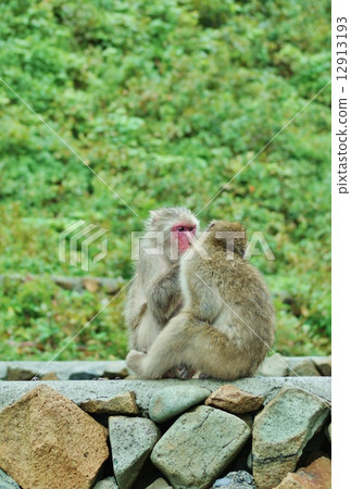 新年賀卡2016·放鬆野生猴子的人群·垂直位置 12913193