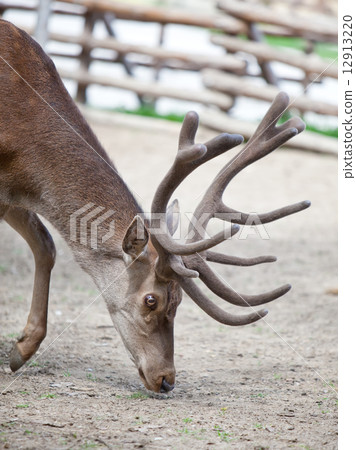 Reindeer fawn Reindeer fawn 12913220