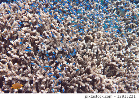 Fishes in corals. Fishes in corals. 12913221