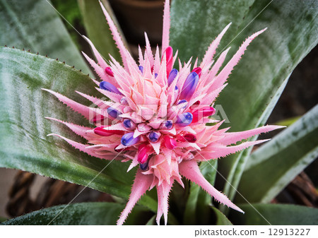 Aechmea fasciata Aechmea fasciata 12913227
