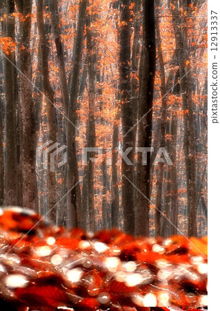 Fall beautiful forest 12913337