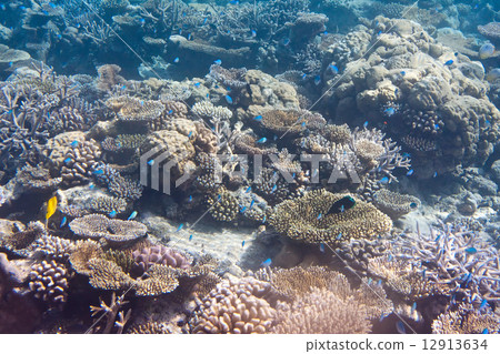 Indian ocean. Underwater world..Fishes in corals. 12913634