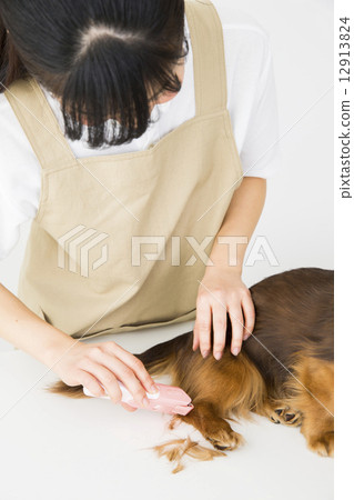 修剪器和微型dachs 12913824