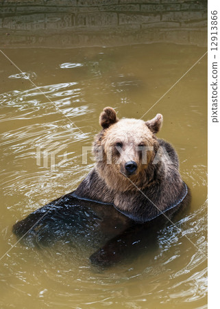 Young bear in the water (Ursus arctos) 12913866