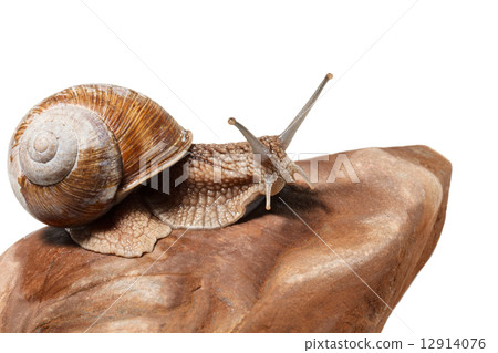 Snail crawling on rock Snail crawling on rock 12914076