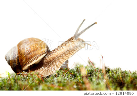 Snail look 12914090