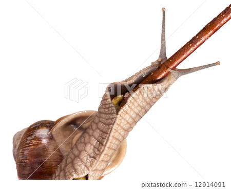 Snail on twig 12914091