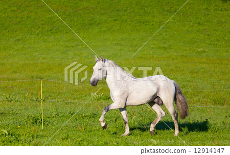 gray horse is grazed in the electroshepherd gray horse is grazed in the electroshepherd 12914147