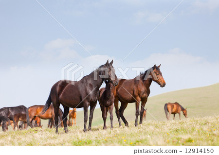 Herd of horses on a pasture in mountains, the Caucasus, Russia Herd of horses on a pasture in mountains, the Caucasus, Russia 12914150