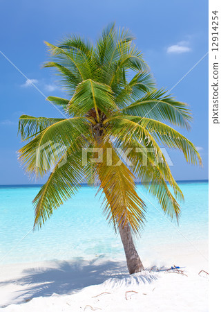 Palm tree on tropical island . Maldives 12914254