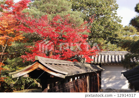 Kyoto Ninnaji Temple Autumn leaves 12914317