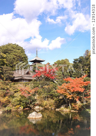 Kyoto Ninnaji Temple Autumn leaves 12914318