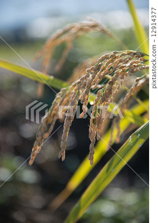 A picture material of a rice field that is scattered in nature A picture material of a rice field that is scattered in nature 12914377