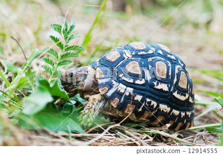 Leopard tortoise 12914555