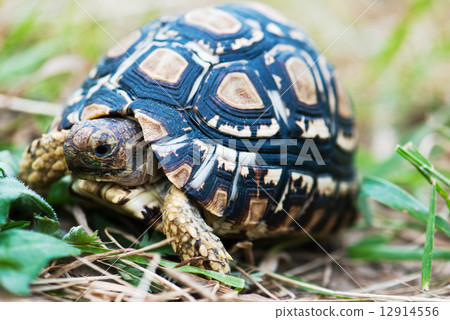 Detail of leopard turtle 12914556