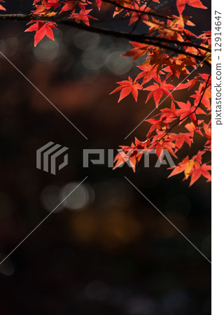 秋葉自然風景圖片材料 12914647